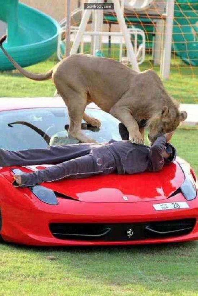 Hoạt động giải trí cuối tuần ở đây là nằm chơi với thú cưng trên mui xe Ferrari.
