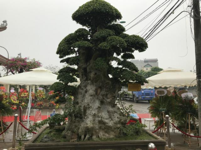 Thị trường - Tiêu dùng - Cây duối cổ có giá mua được cả biệt thự, chủ nhân vẫn không bán