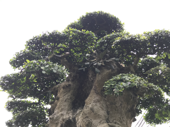 Ông Hòa cho biết cây duối này trước kia mọc ở bờ ao của một làng thuộc tỉnh Bắc Giang. Khi tỉnh mở rộng khu đài tưởng niệm, cây này được bán cho dân. Sau khi biết được, ông Hòa đã lên tận nơi mua về.