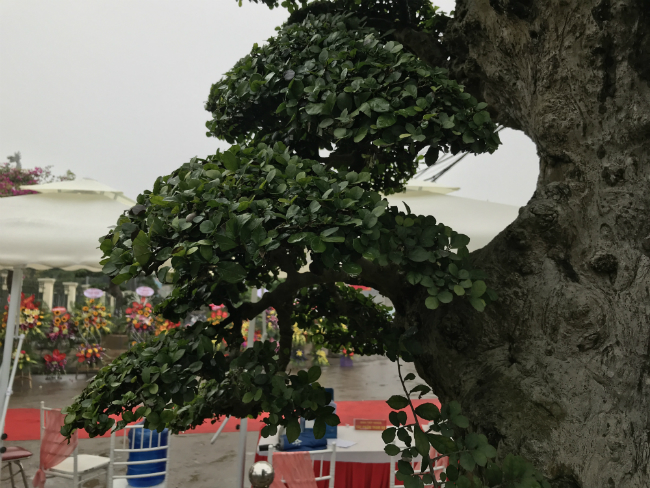 Để có được cây đẹp như ngày hôm nay, ông đã mất rất nhiều thời gian để nghiên cứu và chăm sóc.