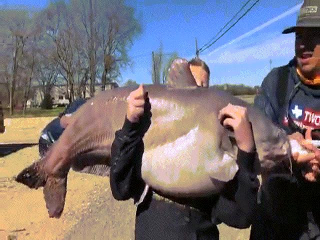 Thế giới - Mỹ: Cậu bé 13 tuổi câu được cá da trơn to khủng khiếp, phá kỷ lục bang