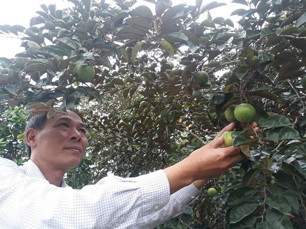 Trồng 20 sào vú sữa, mỗi cây thu 1 tạ quả, lời cả trăm triệu mỗi năm - 2