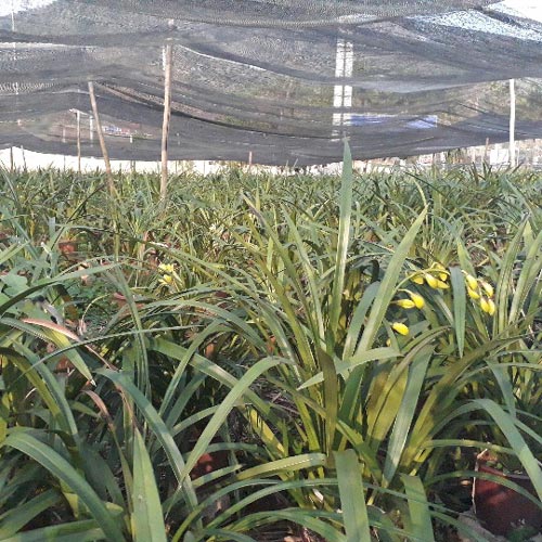 Đã mắt ngắm vườn lan “giấc mộng vua Trần” khủng nhất đất Mộc Châu - 6