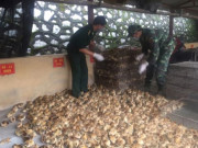 Thị trường - Tiêu dùng - Bắt giữ hơn 5.000 con gà giống nhập lậu lúc nửa đêm