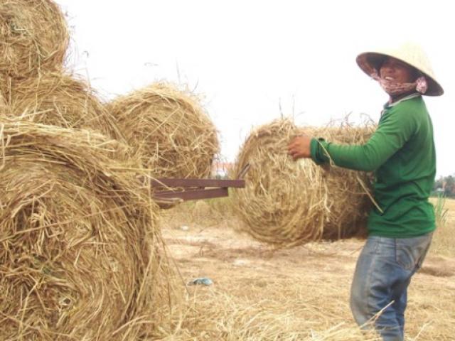 Thị trường - Tiêu dùng - Rơm “đắt xắt ra miếng”, nông dân thu tiền triệu mỗi ngày