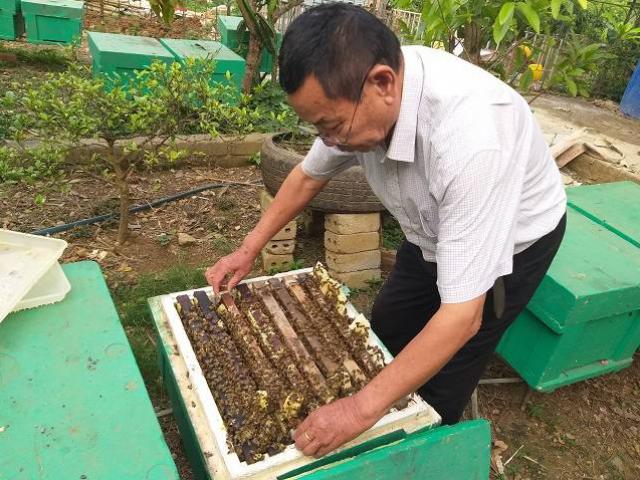 Thị trường - Tiêu dùng - Chăm chỉ nuôi con đốt đau điếng, U80 thu tiền tỷ mỗi năm