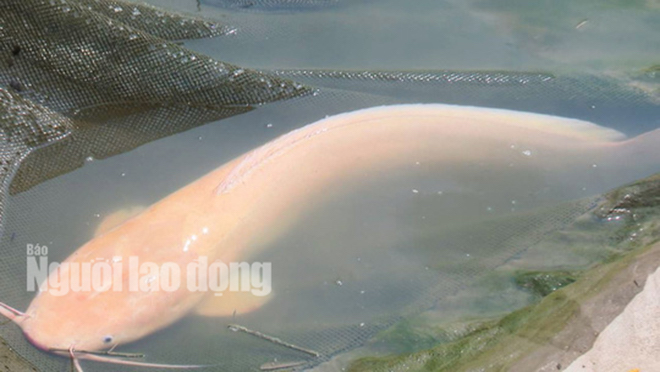 Nóng 24h qua: Không chấp nhận chuyện “vong báo oán”, 40 tăng ni đi khỏi chùa Ba Vàng - 3