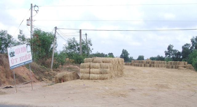 Rơm “đắt xắt ra miếng”, nông dân thu tiền triệu mỗi ngày - 1