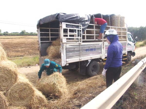 Rơm “đắt xắt ra miếng”, nông dân thu tiền triệu mỗi ngày - 4