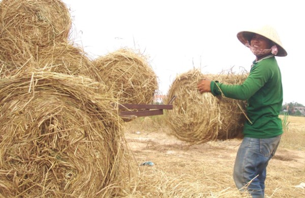 Rơm “đắt xắt ra miếng”, nông dân thu tiền triệu mỗi ngày - 6