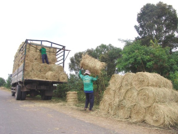 Rơm “đắt xắt ra miếng”, nông dân thu tiền triệu mỗi ngày - 7