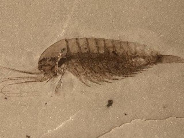 Thế giới - Sửng sốt với hóa thạch hơn 500 triệu năm tuổi tại Trung Quốc