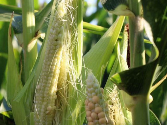 Thị trường - Tiêu dùng - Gần 200ha bắp lai không ra hạt, nông dân Ninh Thuận khốn đốn