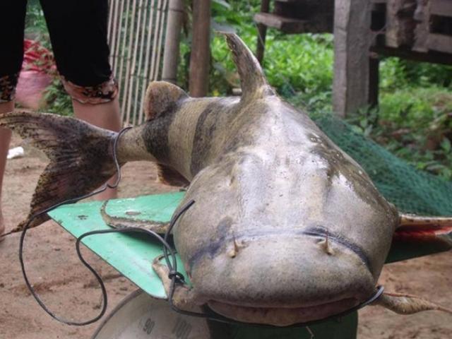 Ẩm thực - Tứ "độc" đặc sản cá cực hiếm ở miền núi, có tiền cũng khó mua