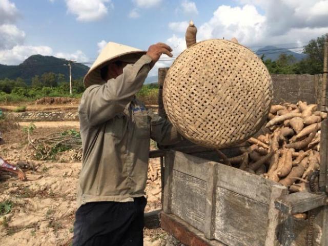 Thị trường - Tiêu dùng - Sắn mất mùa, rớt giá, nông dân khóc ròng