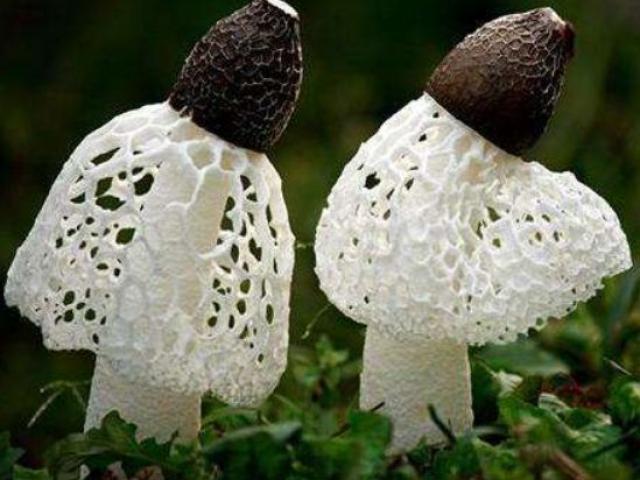 Thị trường - Tiêu dùng - “Nấm cô dâu”, loại nấm chuyên dùng trong quốc yến nhưng giá "rẻ" bất ngờ