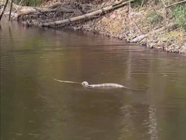 Thế giới - Video: Hổ mang chúa tung tuyệt chiêu tử thần kết liễu con mồi cứng đầu