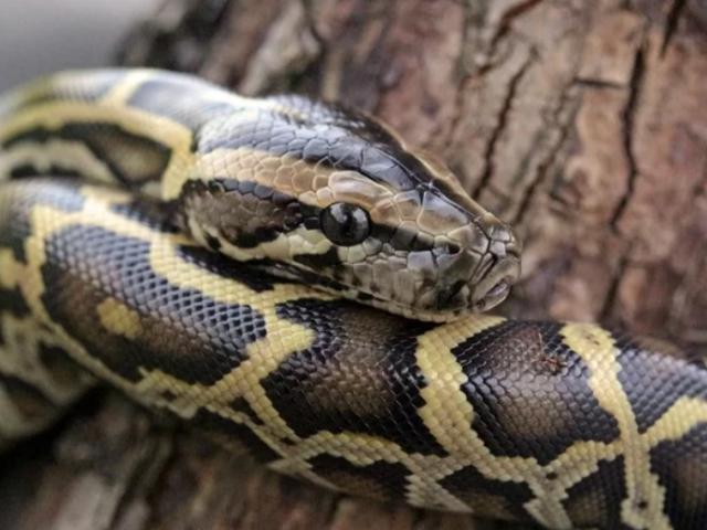 Thế giới - Phố đèn đỏ Thái Lan náo loạn vì một con trăn