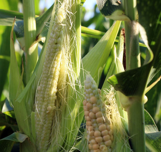 Gần 200ha bắp lai không ra hạt, nông dân Ninh Thuận khốn đốn - 1