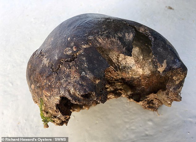 Anh: Đi bắt hàu ngoài biển, phát hiện sọ người 3.000 năm tuổi - 1