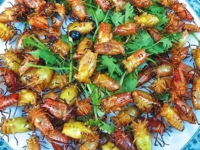 Ẩm thực - Bọ xít hôi: đặc sản tốt hơn cả Viagra cho sinh lý quý ông