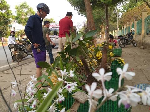Sơn La: Lan rừng bung hoa xuống phố, khách mua ào ào - 2