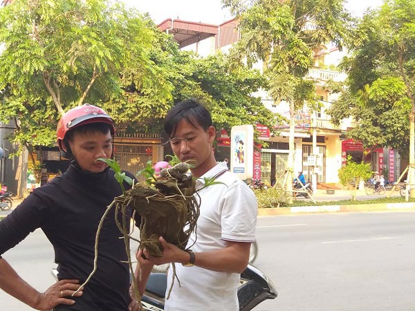 Sơn La: Lan rừng bung hoa xuống phố, khách mua ào ào - 5