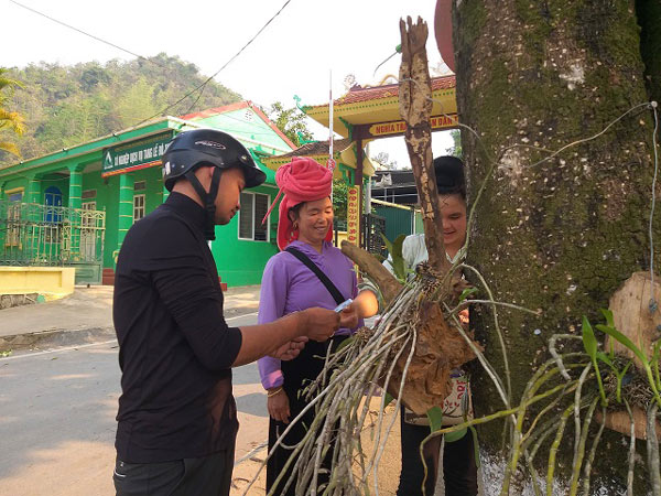 Sơn La: Lan rừng bung hoa xuống phố, khách mua ào ào - 6