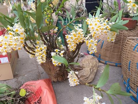 Sơn La: Lan rừng bung hoa xuống phố, khách mua ào ào - 7