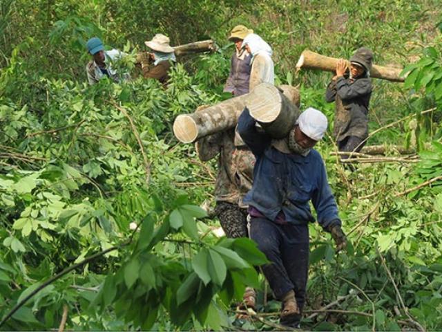 Thị trường - Tiêu dùng - Thanh Hóa: Giá "vàng trắng" rẻ như rau, nông dân chặt bỏ hàng loạt