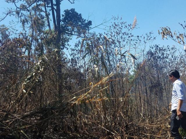 Tin tức trong ngày - Đốt nhằm chống cháy nhưng lại để cháy luôn 10 ha rừng, xong giấu nhẹm