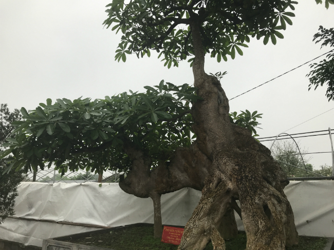 Cây hoa sữa này còn nguyên bản, ông chỉ cho viên bi vào thành mắt. Còn 2 cái tai trên đầu, 4 chân và thân hình đã có từ ngày đầu mua về.