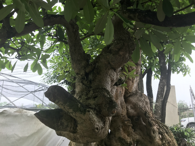Theo ông, người chơi cảnh thường chọn cây sanh vì dễ sống và tuổi thọ lâu. Cây hoa sữa ít người chơi cảnh vì sợ tuổi thọ không nhiều. Vì thế, ông nhận định khó có thể tìm được cây thứ 2 như thế này ở nước ta.
