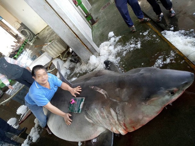 Đài Loan: Mổ bụng cá mập trắng mang thai, thấy cảnh đáng buồn - 1