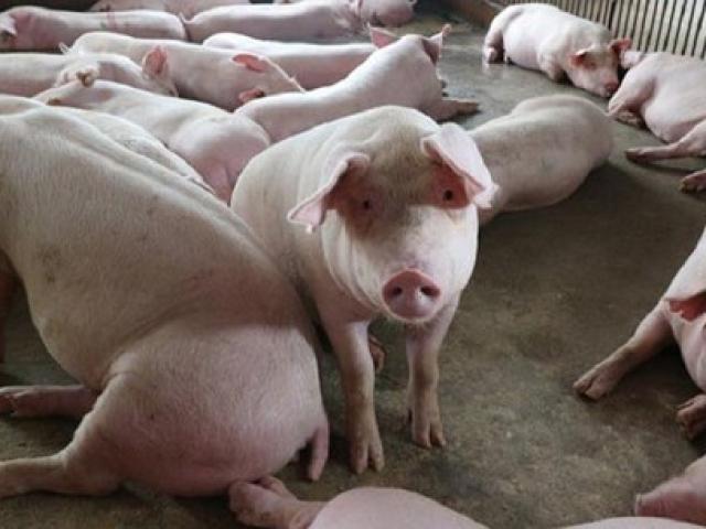 Thị trường - Tiêu dùng - Giá lợn hơi giảm mạnh, tiếp tục giảm sâu