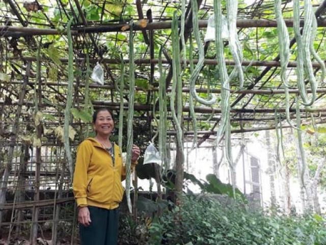 Thị trường - Tiêu dùng - Hàng trăm quả mướp rắn trong khu vườn Quảng Trị, mỗi quả dài gần 2m