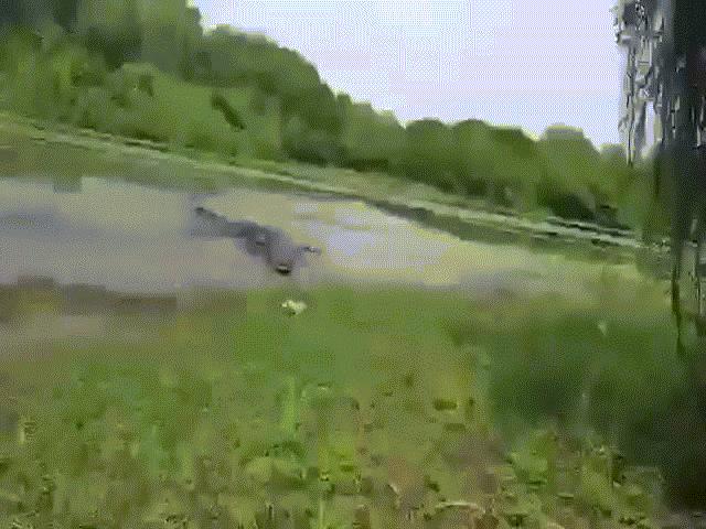 Thế giới - Cá sấu khổng lồ lao lên bờ truy đuổi người câu