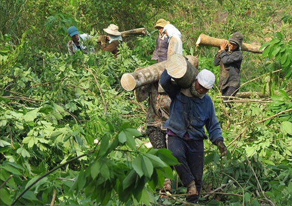 Thanh Hóa: Giá "vàng trắng" rẻ như rau, nông dân chặt bỏ hàng loạt - 1