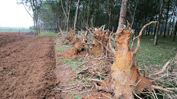 Thanh Hóa: Giá "vàng trắng" rẻ như rau, nông dân chặt bỏ hàng loạt - 2