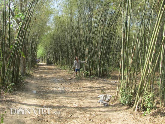 Trồng tầm vông, cây dại, Long “khùng” kiếm hơn 200 triệu đâu khó - 2