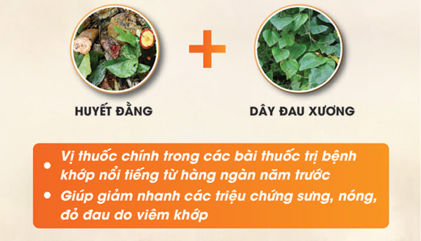 Người bệnh Gút đổ xô uống cây này để giảm acid uric, sưng, đau nhức các khớp - 3