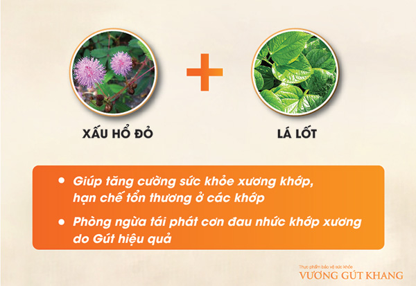 Người bệnh Gút đổ xô uống cây này để giảm acid uric, sưng, đau nhức các khớp - 4