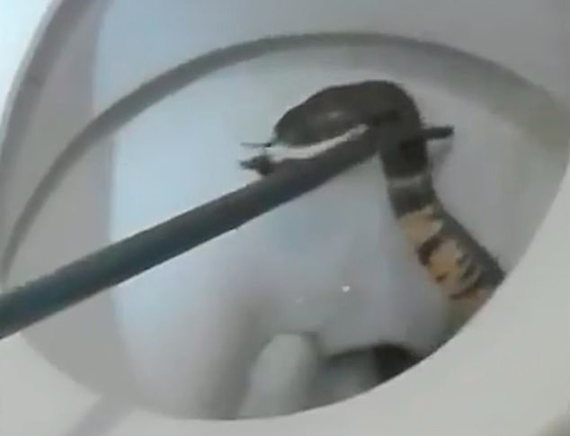 Video: Đi toilet xong, không ngờ phát hiện “tử thần” nấp bên dưới - 1