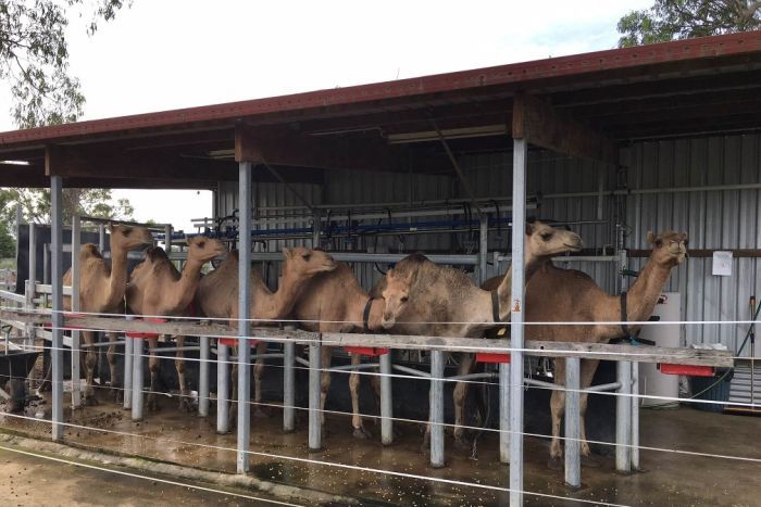 Loại “vàng trắng” tỷ đô giàu dinh dưỡng tới từ sa mạc - 2