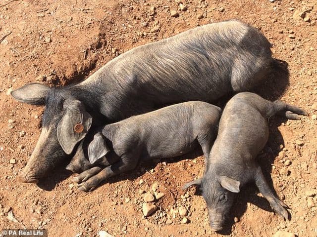 Kinh doanh - Doanh nhân rời bỏ thành phố vào rừng nuôi lợn trồng rau