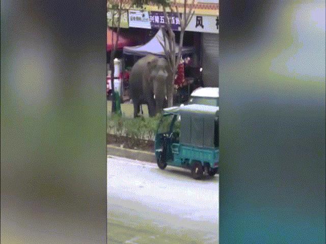 Phi thường - kỳ quặc - Bị bạn tình “cấm” quan hệ, voi đực nổi điên phá tan làng xóm, quật hỏng 9 xe hơi