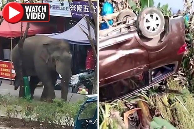 Bị bạn tình “cấm” quan hệ, voi đực nổi điên phá tan làng xóm, quật hỏng 9 xe hơi - 1