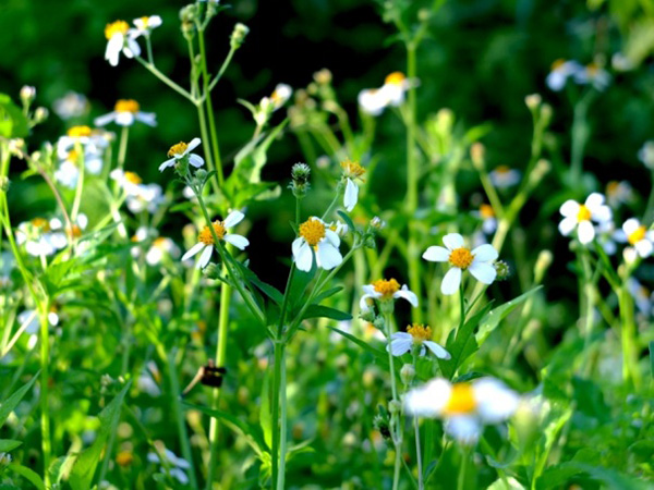 Bệnh trĩ lâu ngày: uống ngay 4 cây này để giảm đau rát, chảy máu, co búi trĩ - 3