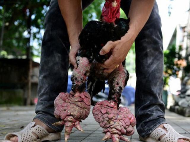 Thị trường - Tiêu dùng - Ăn cỗ với cặp chân gà hơn chục triệu, điều chỉ có ở Việt Nam