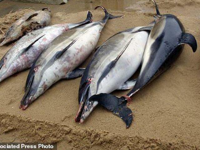 Thế giới - 1.100 con cá heo chết thảm, mất vây dạt bờ biển Pháp
